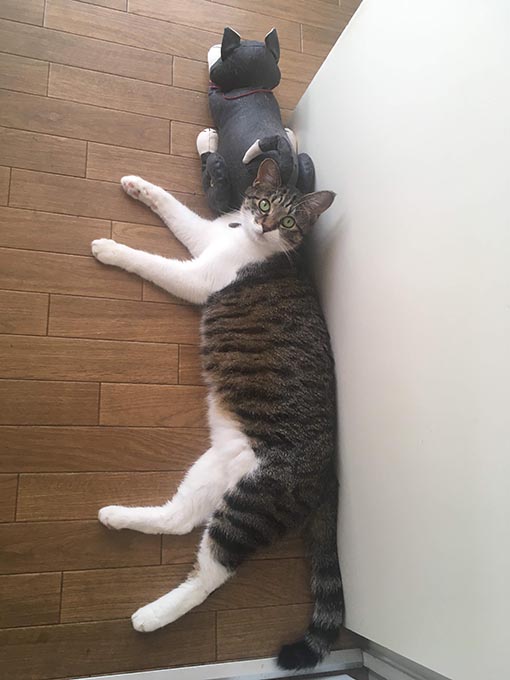 f:id:pancia:20180629205021j:plain