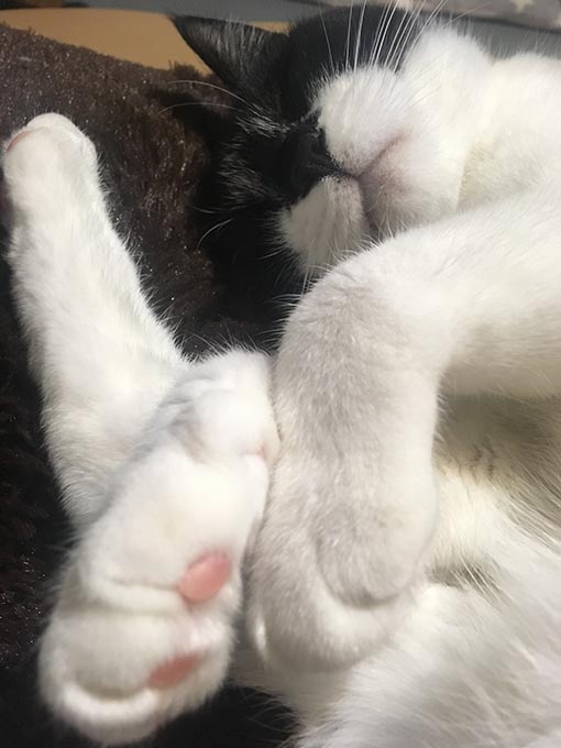 f:id:pancia:20180629205119j:plain