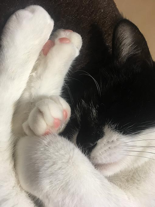 f:id:pancia:20180629205333j:plain