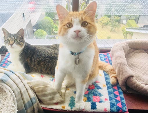 f:id:pancia:20180703152902j:plain