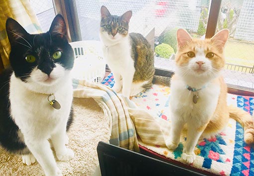 f:id:pancia:20180703154241j:plain