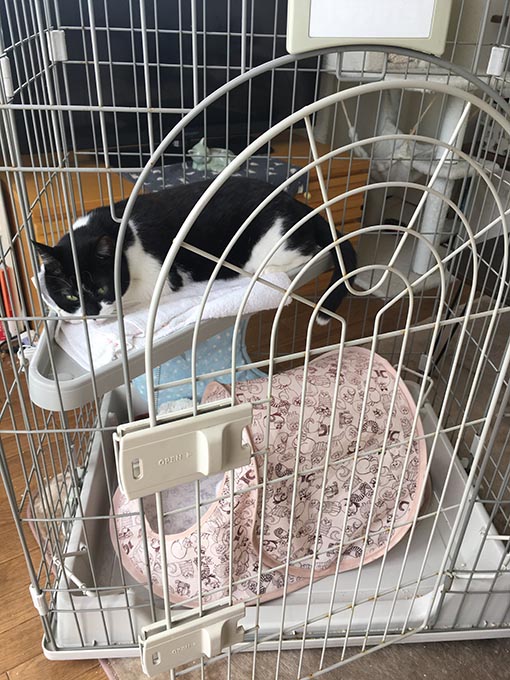 f:id:pancia:20180703155358j:plain