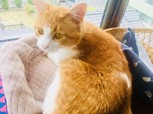 f:id:pancia:20180703155529j:plain