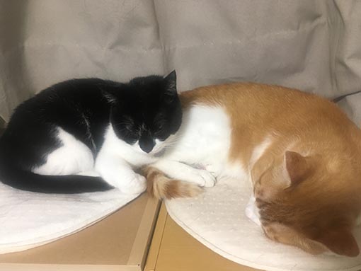 f:id:pancia:20180703160117j:plain