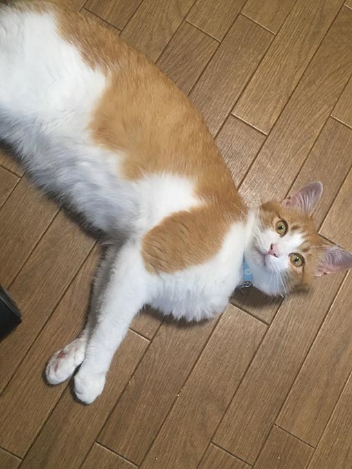 f:id:pancia:20180703160150j:plain