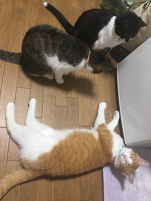 f:id:pancia:20180703160220j:plain