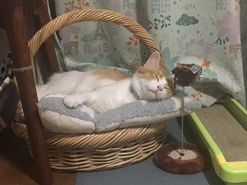 f:id:pancia:20180703160307j:plain