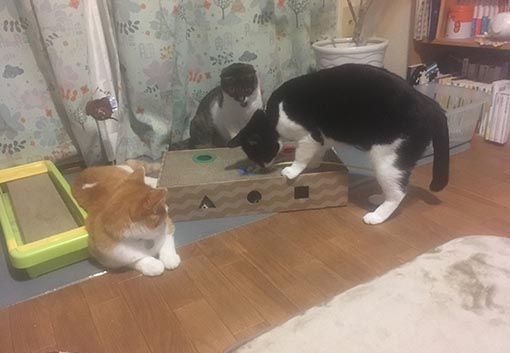 f:id:pancia:20180703184231j:plain