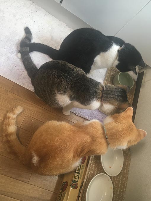 f:id:pancia:20180703184318j:plain