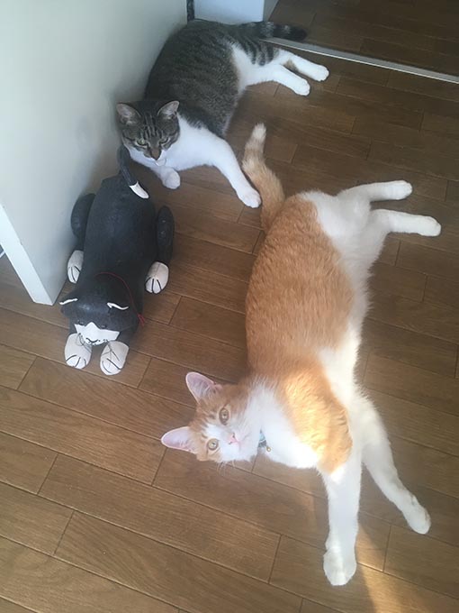 f:id:pancia:20180703184441j:plain