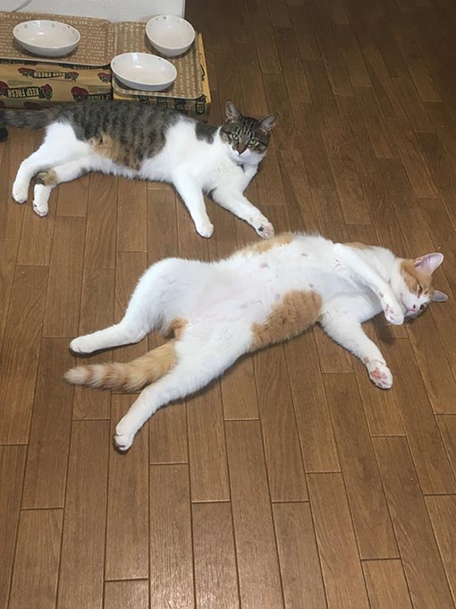 f:id:pancia:20180703184501j:plain