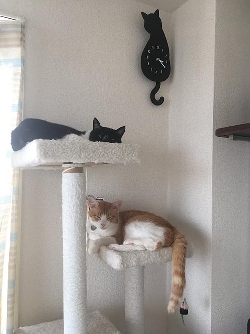 f:id:pancia:20180703184719j:plain