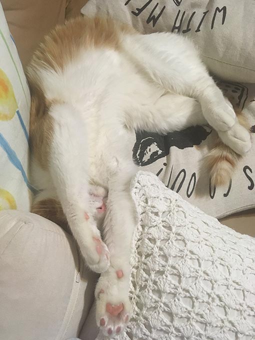 f:id:pancia:20180703184804j:plain