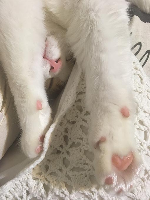 f:id:pancia:20180703184823j:plain