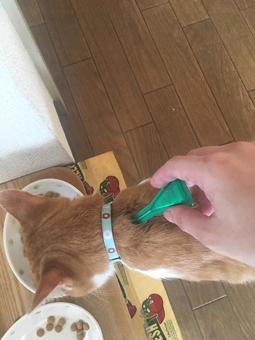 f:id:pancia:20180705170214j:plain