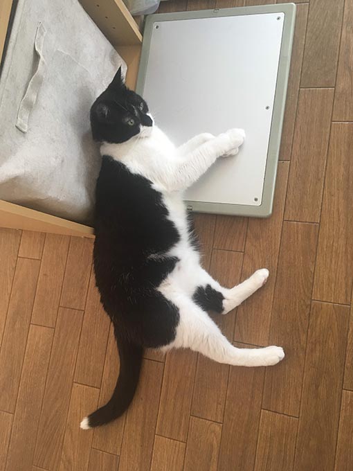 f:id:pancia:20180705170355j:plain