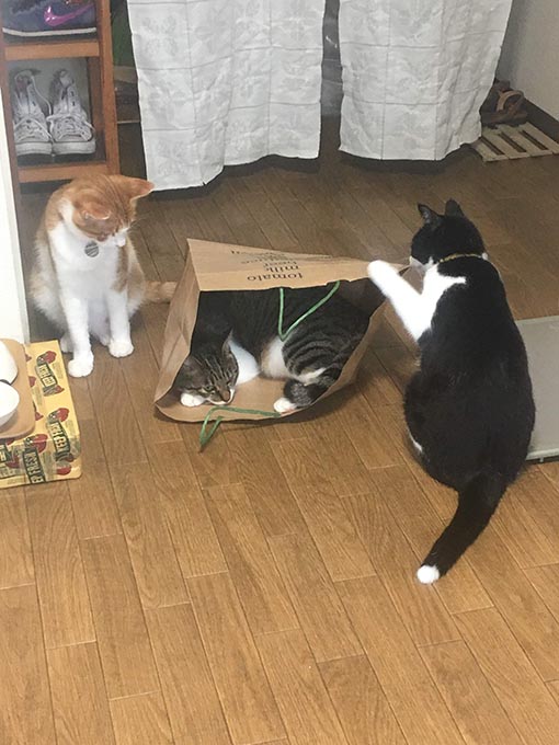 f:id:pancia:20180705170451j:plain