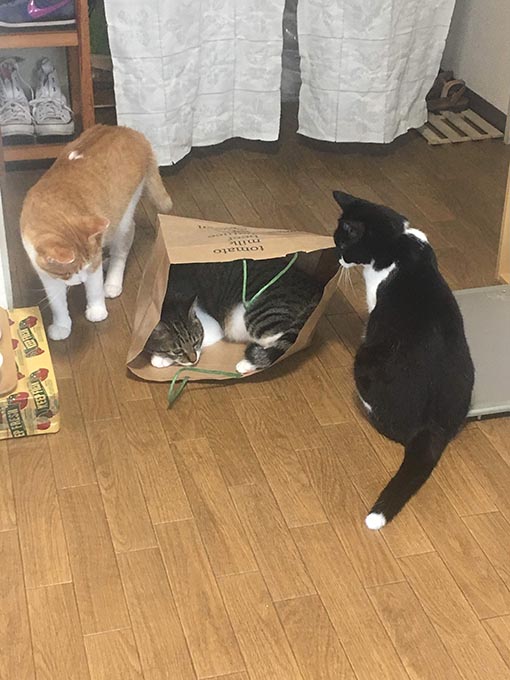 f:id:pancia:20180705170509j:plain