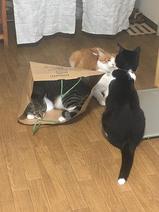 f:id:pancia:20180705170546j:plain