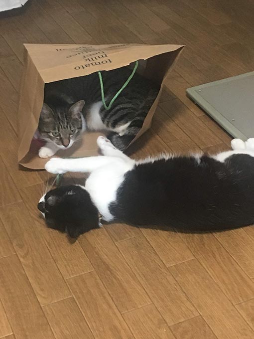 f:id:pancia:20180705170619j:plain