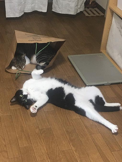 f:id:pancia:20180705170711j:plain