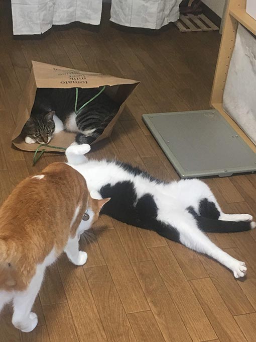 f:id:pancia:20180705170748j:plain