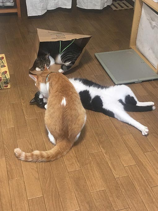 f:id:pancia:20180705170839j:plain