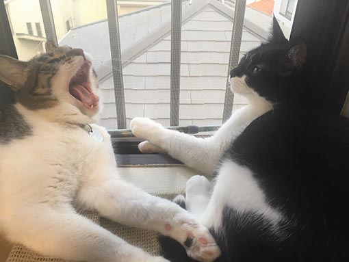 f:id:pancia:20180719200345j:plain