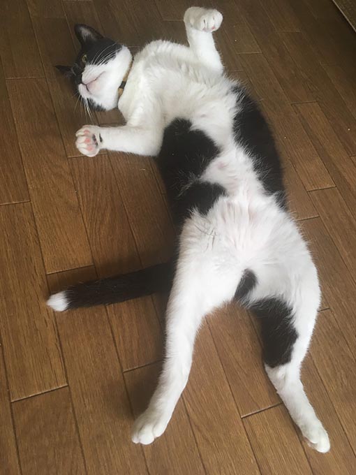 f:id:pancia:20180719200647j:plain