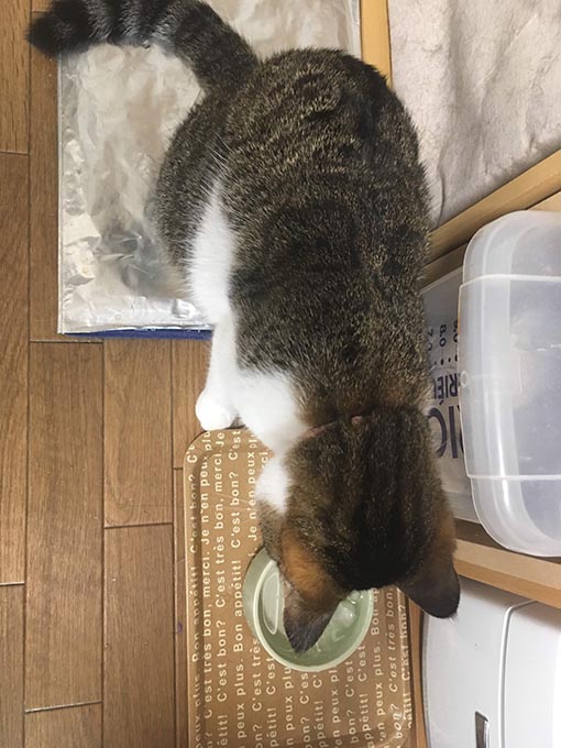 f:id:pancia:20180719200914j:plain