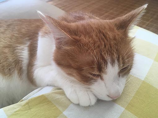 f:id:pancia:20180719201713j:plain