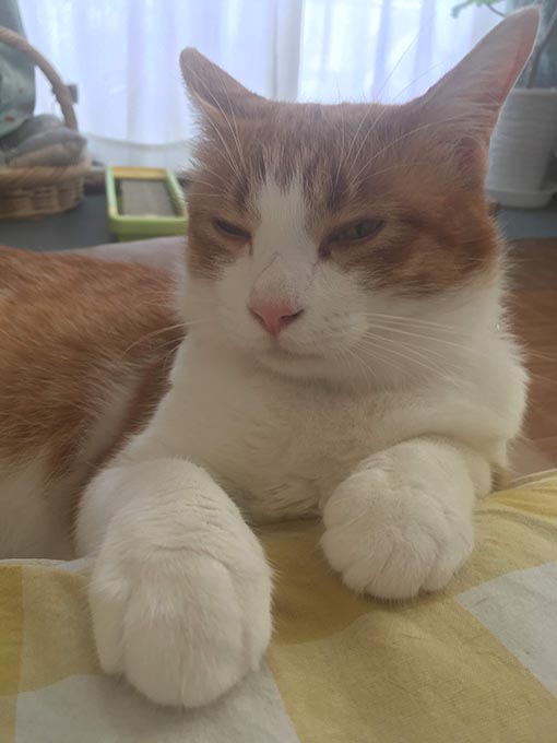 f:id:pancia:20180719201744j:plain