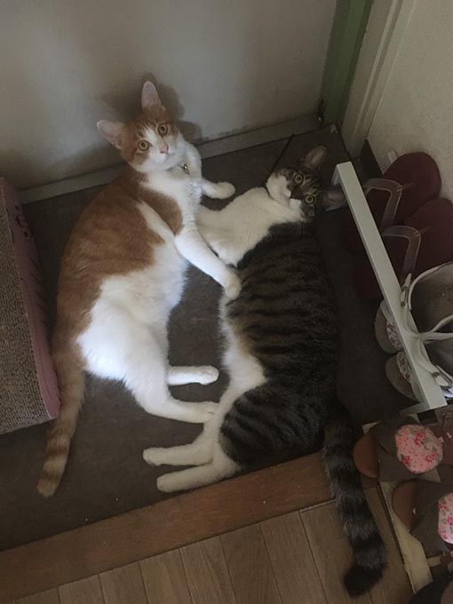 f:id:pancia:20180719202028j:plain