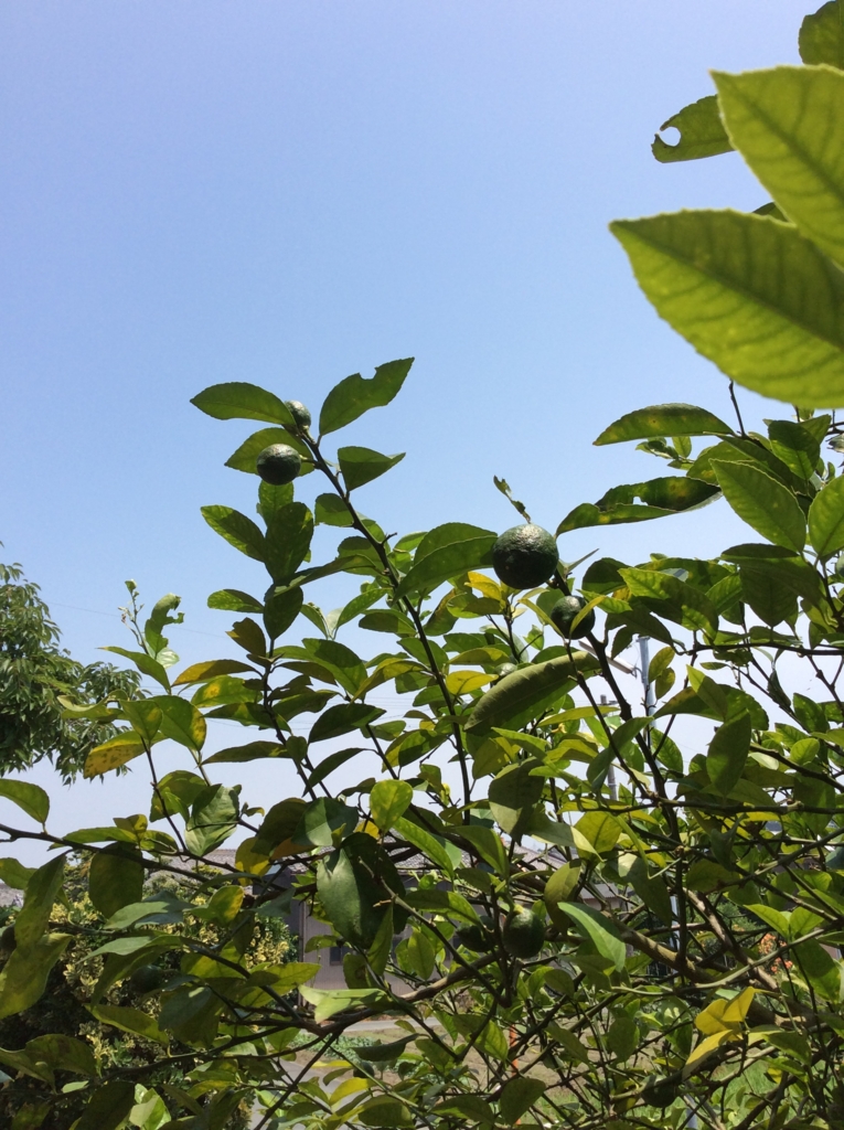 f:id:panda-mzlbk:20160701123734j:plain