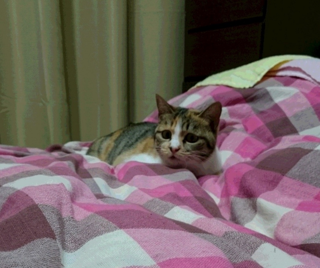 f:id:panda-mzlbk:20170105194225j:plain