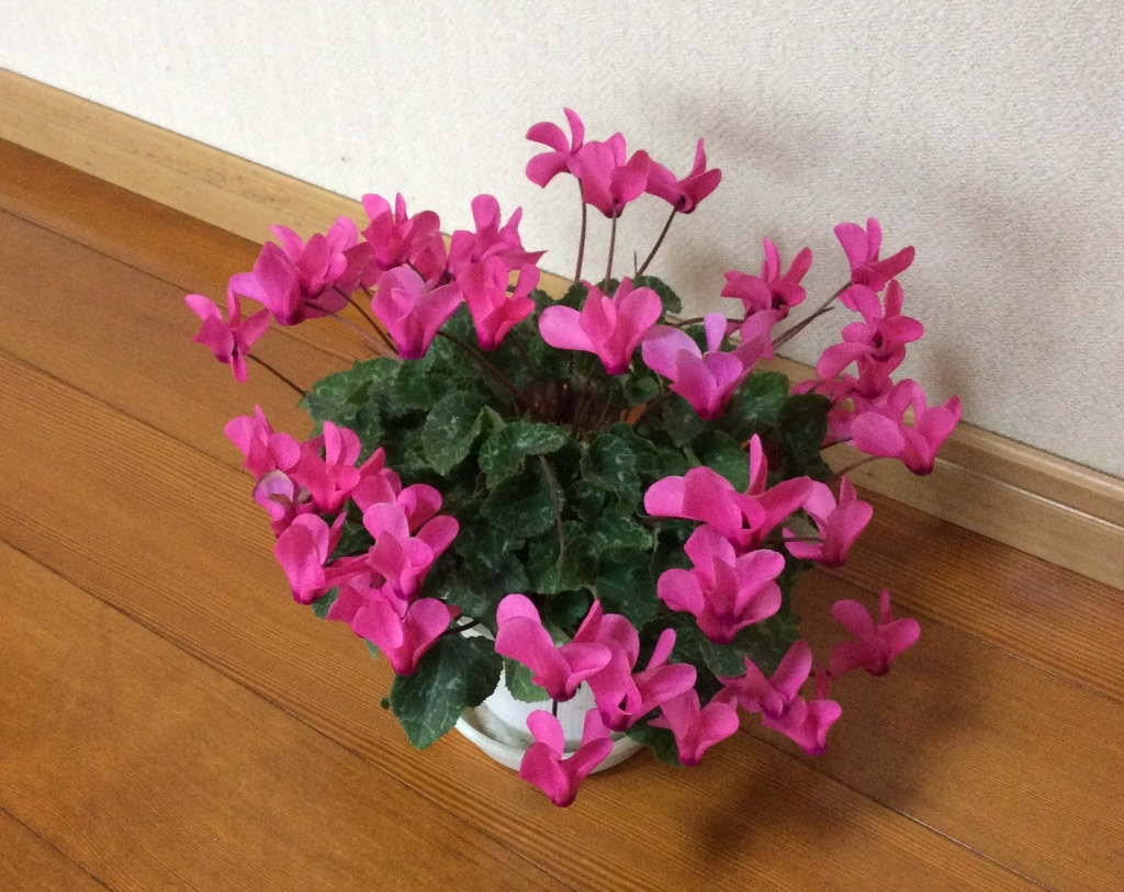 f:id:panda-mzlbk:20170205162341j:plain
