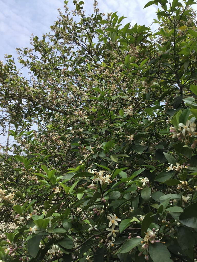 f:id:panda-mzlbk:20170512124926j:plain