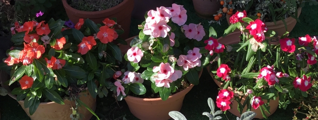 f:id:panda-mzlbk:20170804160501j:plain f:id:panda-mzlbk:20170804160501j:plain