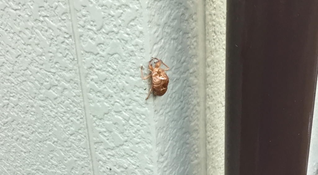 f:id:panda-mzlbk:20170826101145j:plain