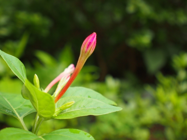 f:id:panda-mzlbk:20170829131401j:plain