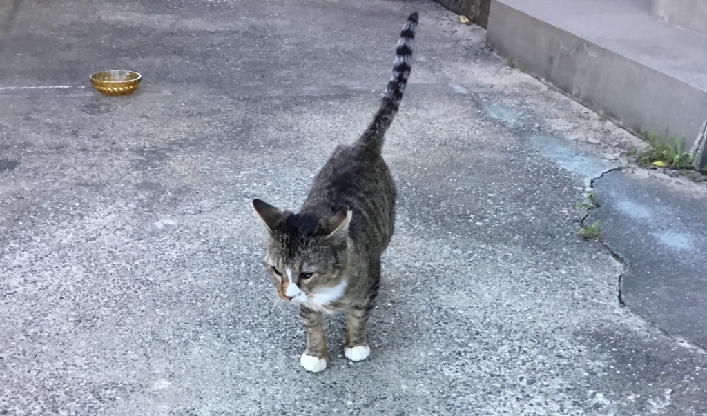 f:id:panda-mzlbk:20171030155438j:plain