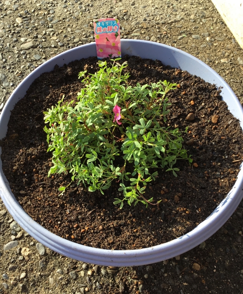 2 229 愛すべき花たち 秋プランター17 何気ない日々の生活に保育のヒントを見つけたい