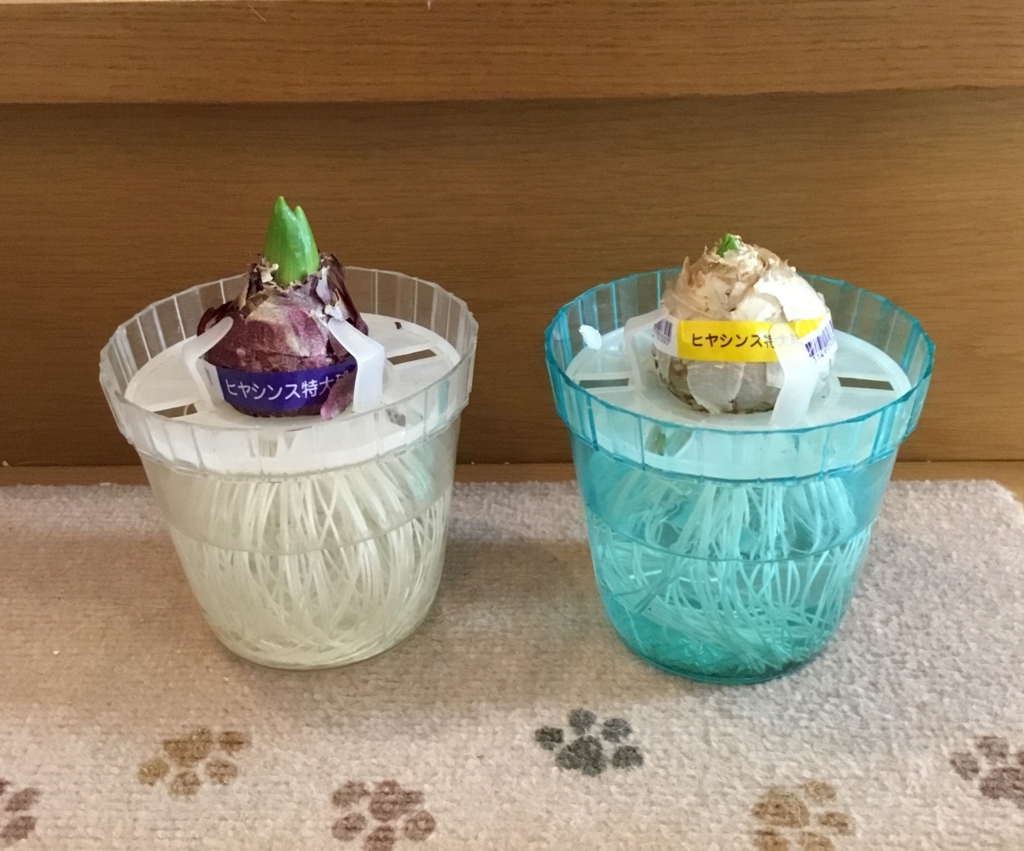 f:id:panda-mzlbk:20180104101313j:plain