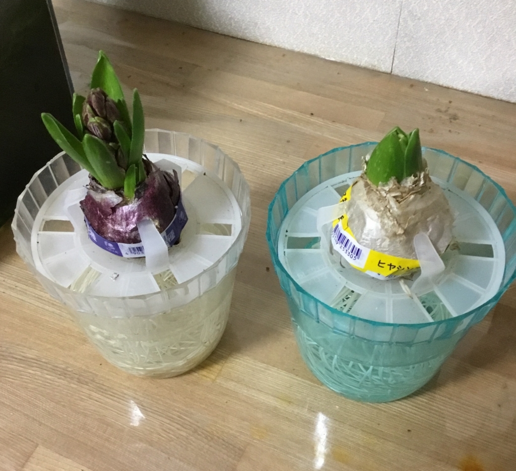 f:id:panda-mzlbk:20180127194743j:plain