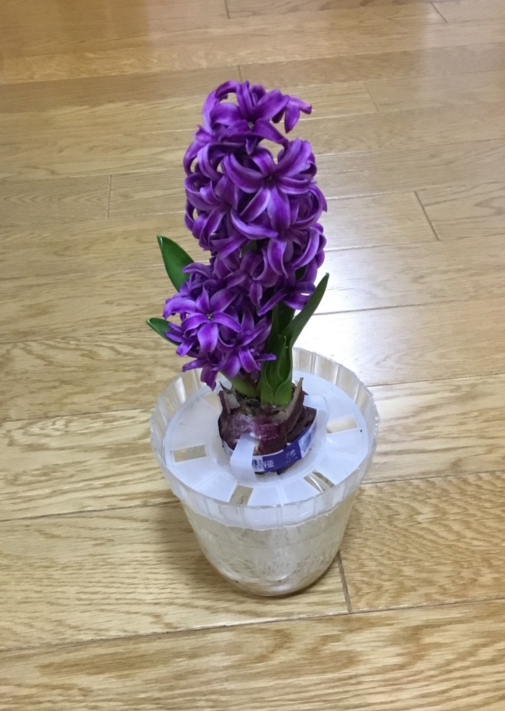 f:id:panda-mzlbk:20180219222652j:plain