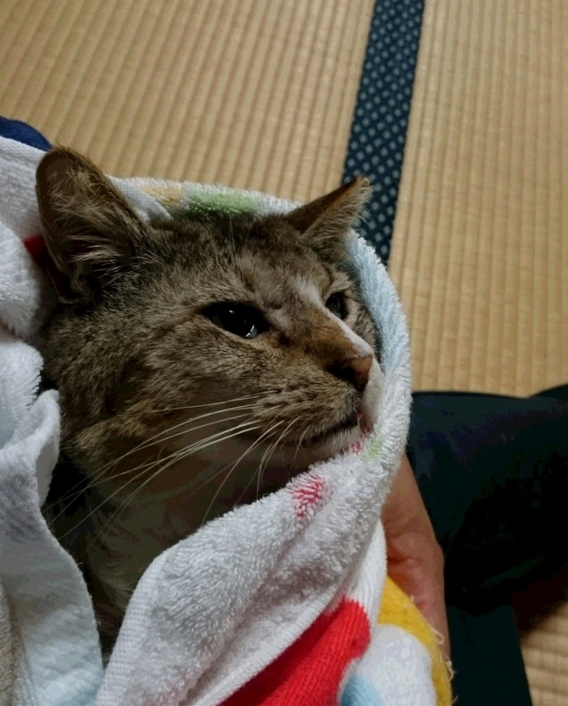 f:id:panda-mzlbk:20180405191339j:plain f:id:panda-mzlbk:20180405191339j:plain