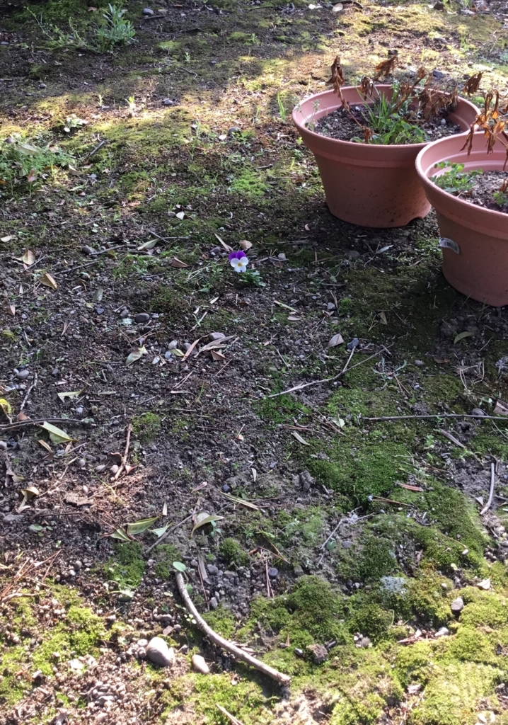 f:id:panda-mzlbk:20180406233228j:plain