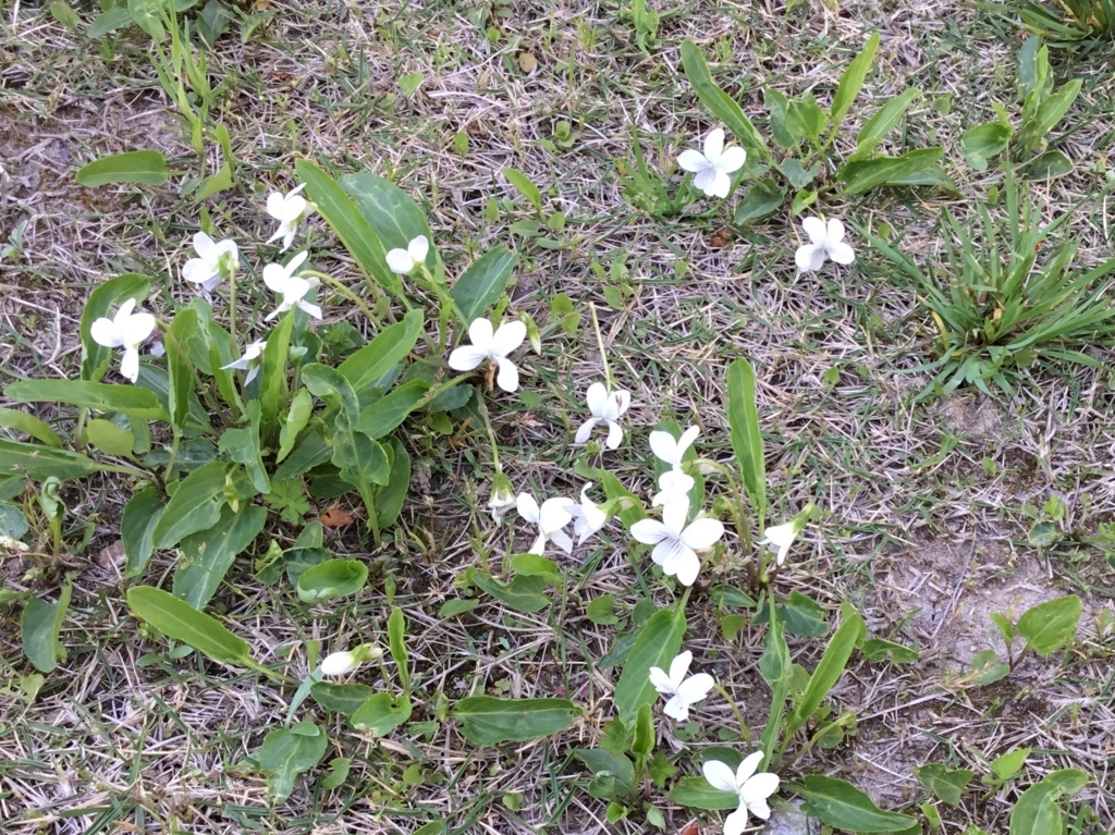 f:id:panda-mzlbk:20180406233529j:plain