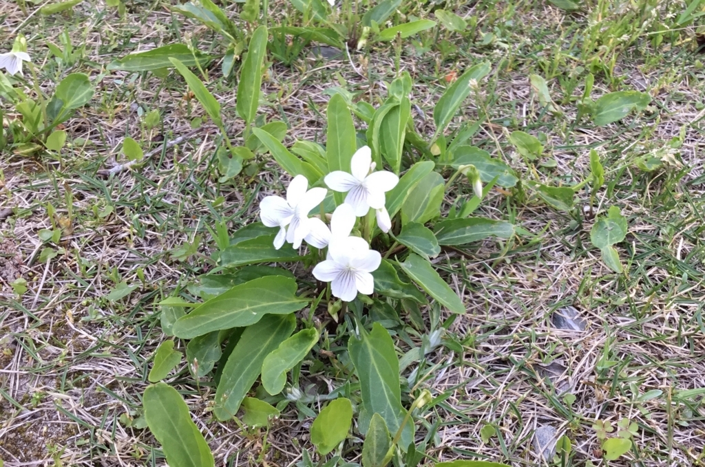 f:id:panda-mzlbk:20180406233550j:plain