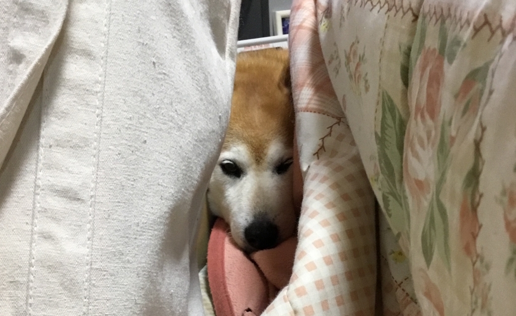 f:id:panda-mzlbk:20180418201026j:plain